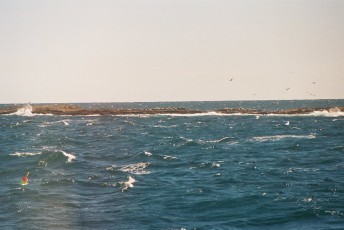 Harbor seals