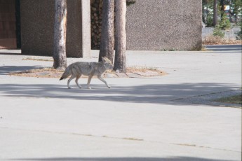 Coyote in Old Faithful visitor center