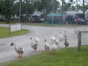 Campground ducks