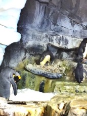 Brand new penguin chick at SeaWorld's Antarctica