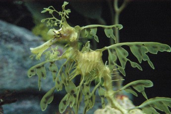 Seaweed seahorse