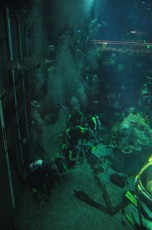 A group of divers showed up in the large tank while we were inside The Seas