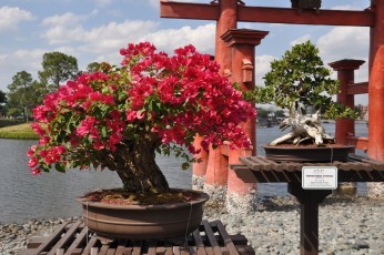 Back again to the bonsai trees at the Japan pavilion